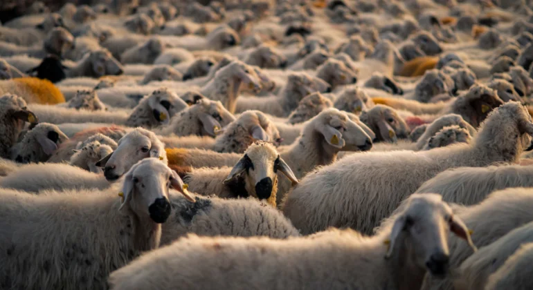 مشروع تربية الأغنام