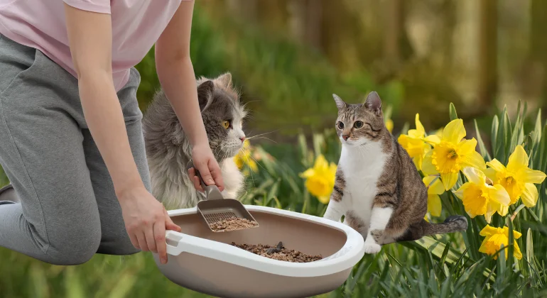 مشروع تربية القطط 