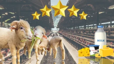 افضل مشروع حيواني مربح