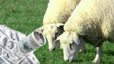 تجربتي في تجارة المواشي