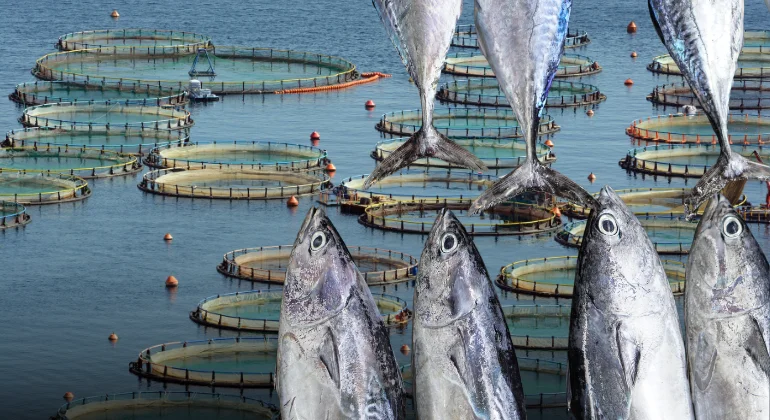 خطوات إنشاء مزرعة سمكية