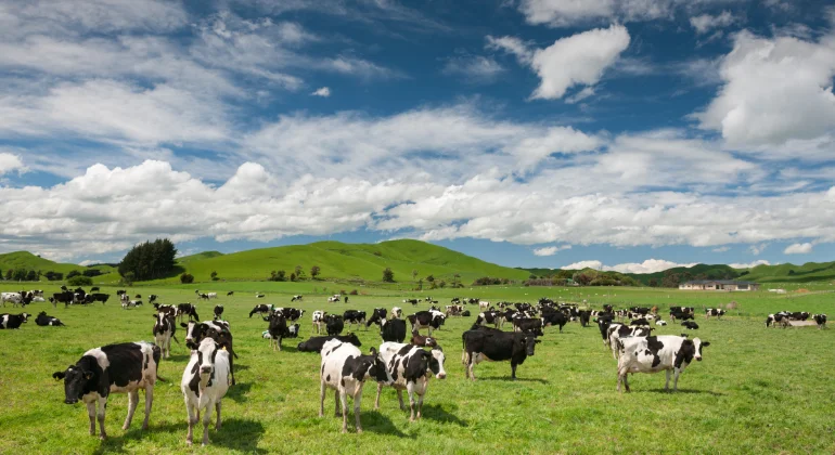 مشروع تربية الأبقار