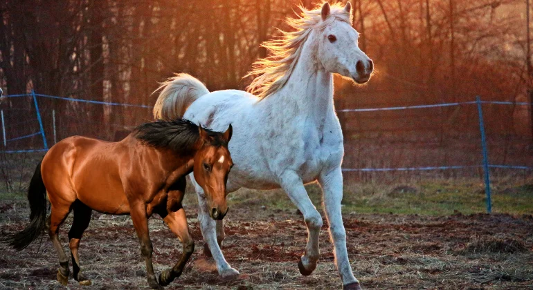 مشروع تربية الخيول