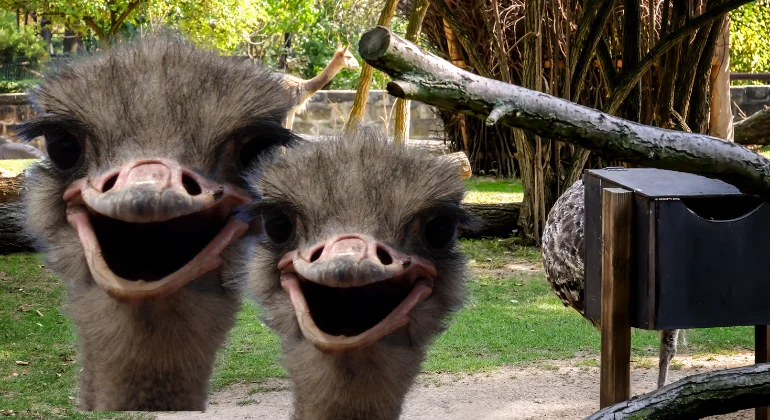 مشروع تربية النعام