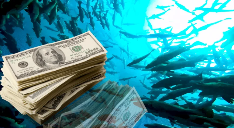 هل الاستثمار في مزارع السمك مربحة