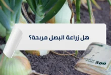 هل زراعة البصل مربحة؟