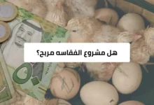 هل مشروع الفقاسه مربح للمبتدئين