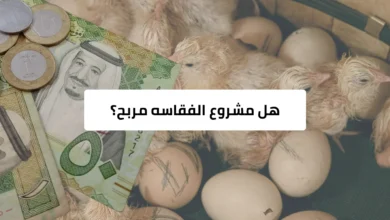 هل مشروع الفقاسه مربح للمبتدئين