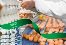 هل مشروع انتاج البيض مربح؟