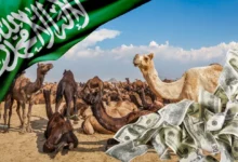 هل مشروع تربية وتجارة الإبل مربح؟