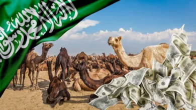 هل مشروع تربية وتجارة الإبل مربح؟