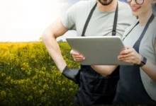 هل مشروع زراعة البرسيم مربح؟